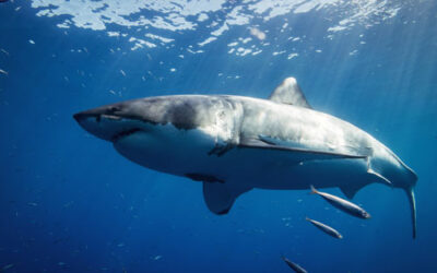 The lesson of the shark and the pilot fish?